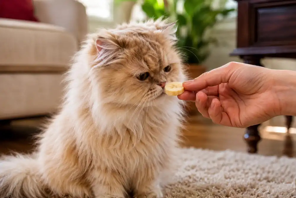 Can Cats Eat Bananas? 5 Amazing Safe Benefits & Serving Guide