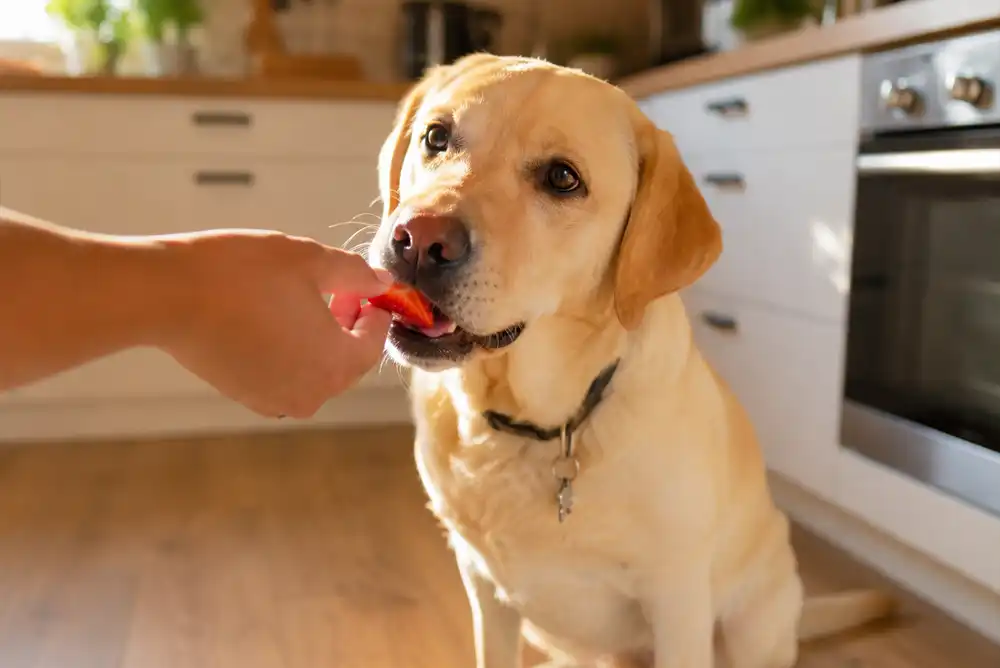 Can Dogs Eat Strawberries? 5 Amazing Safe Benefits & Serving Guide
